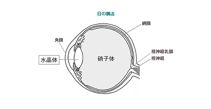 目の構造図